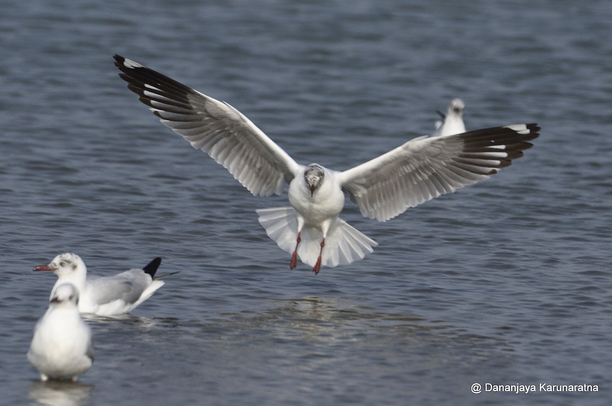 Hint Martısı - ML645844721