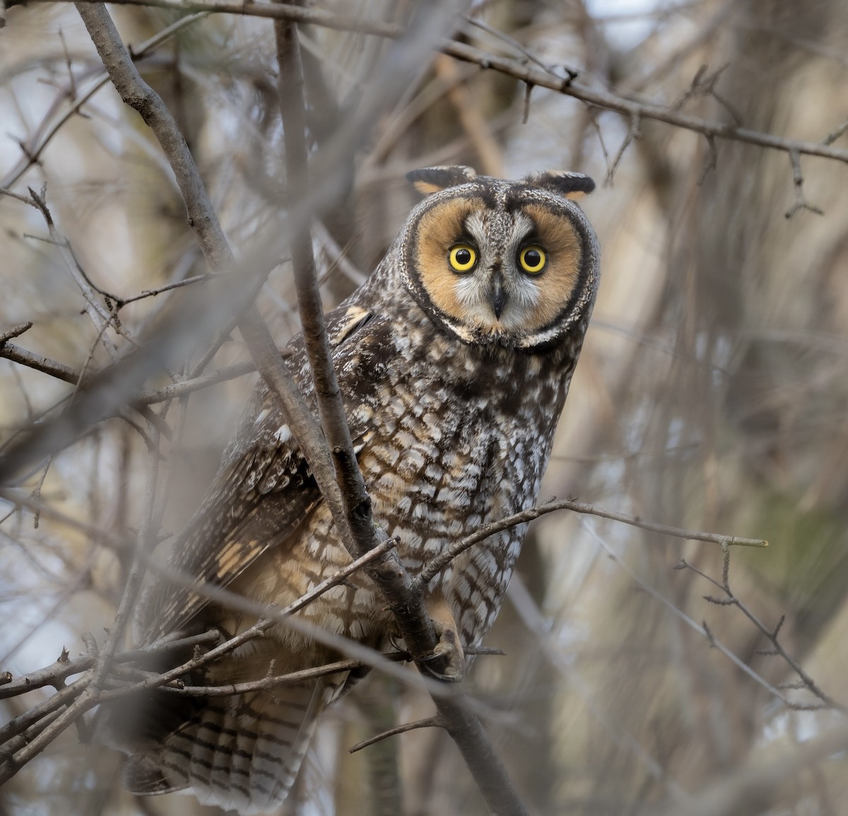 Long-eared Owl - ML645844722