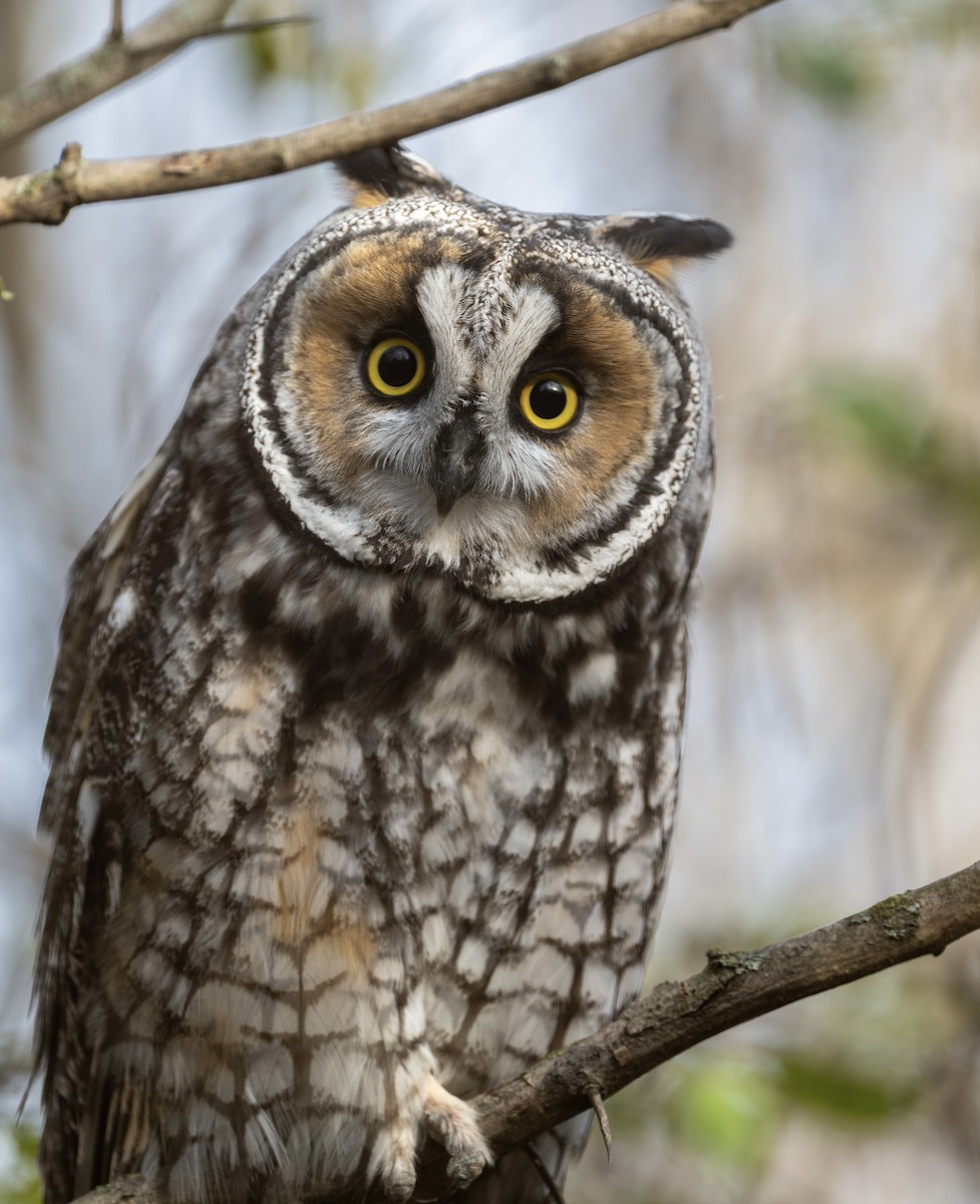 Long-eared Owl - ML645844723