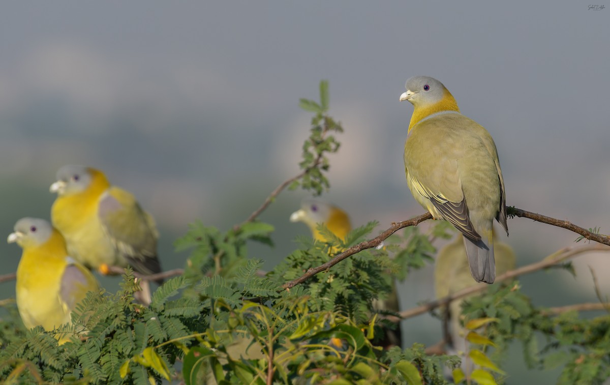 Yellow-footed Green-Pigeon - ML645844733