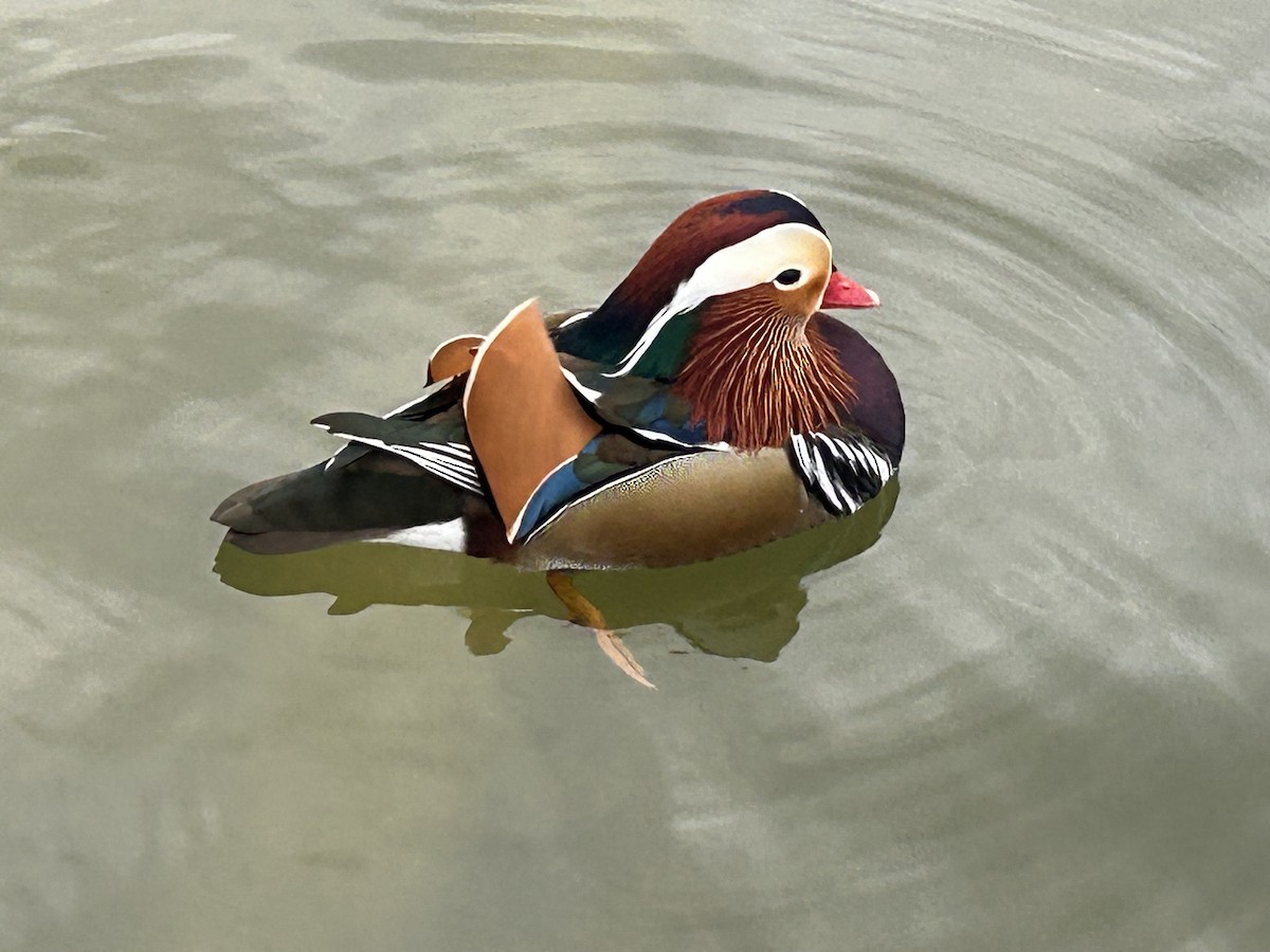 Mandarin Ördeği - ML645844743