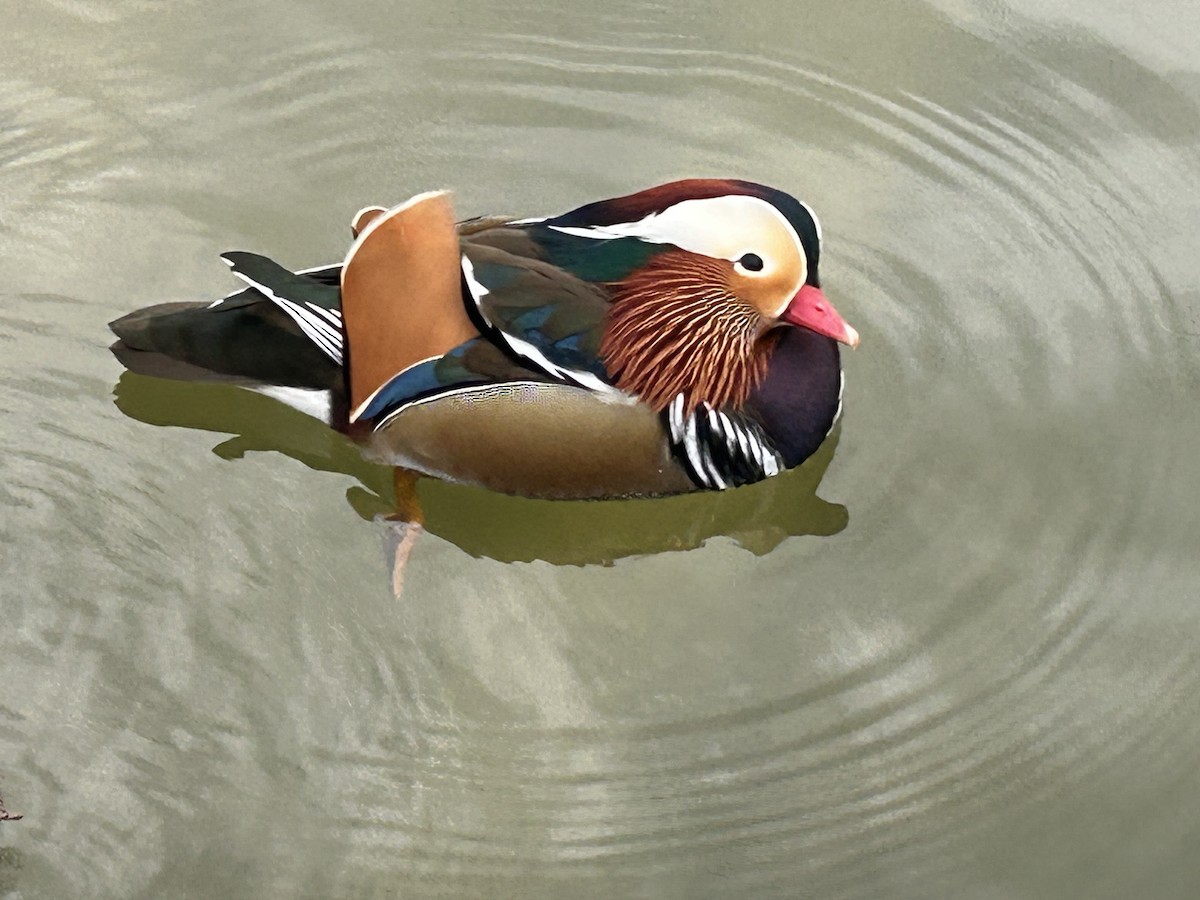 Mandarin Ördeği - ML645844744