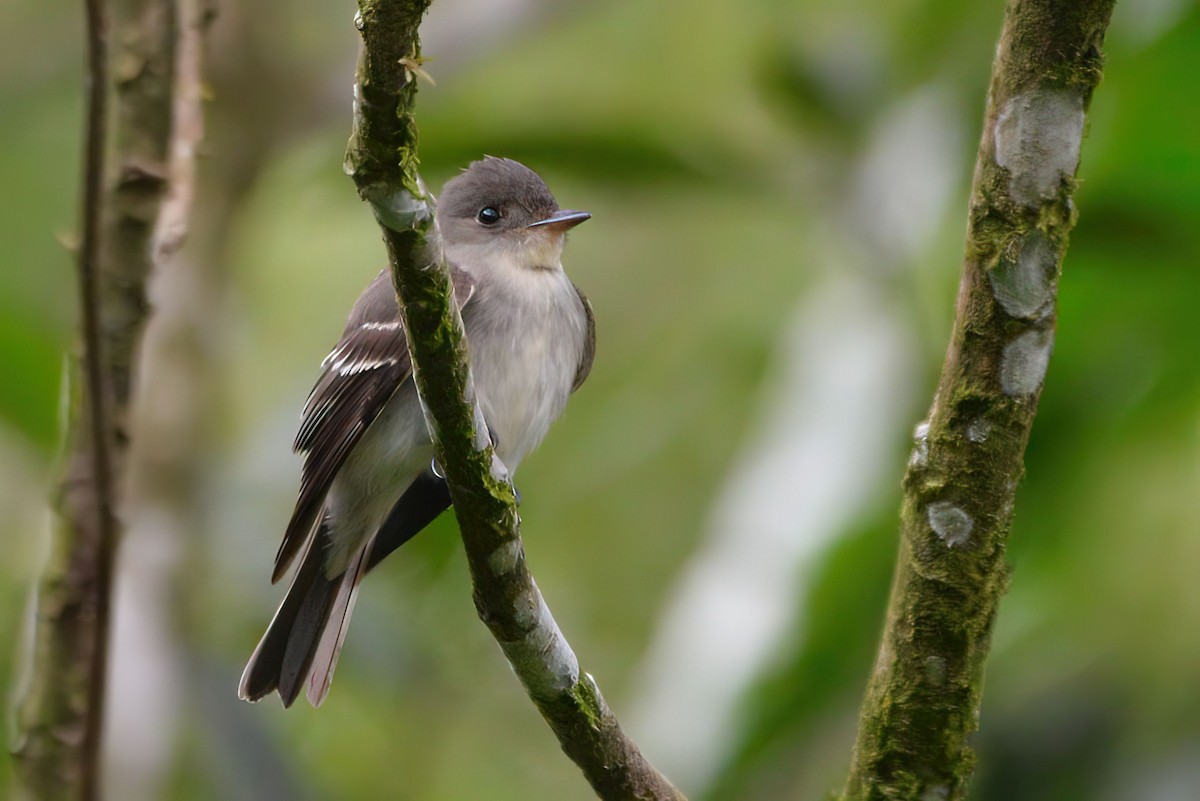Eastern Wood-Pewee - ML645844746
