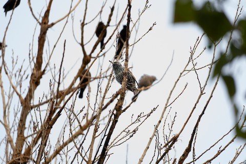 European Starling - ML645844752