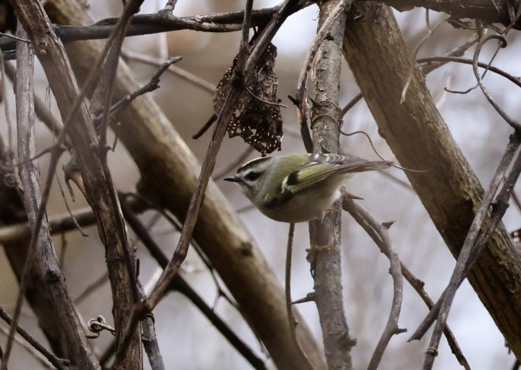 Golden-crowned Kinglet - ML645844755