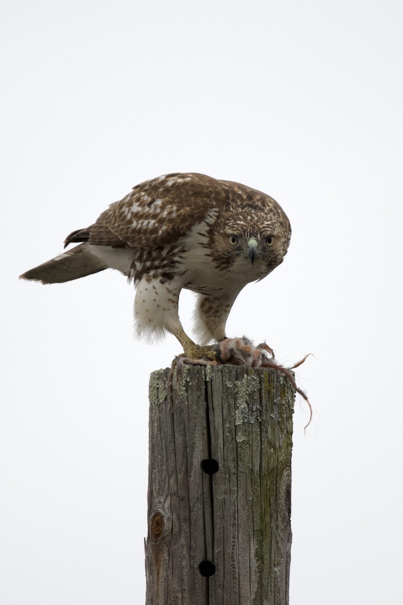 káně rudochvostá - ML645844760