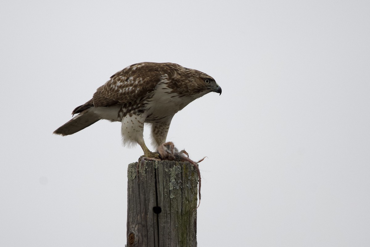 káně rudochvostá - ML645844761