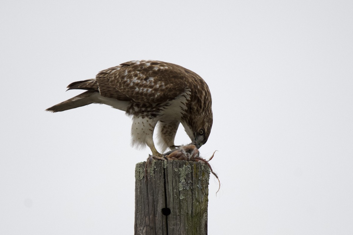 káně rudochvostá - ML645844762