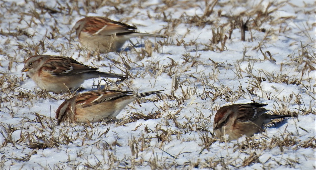 Пасовник північний - ML645844765