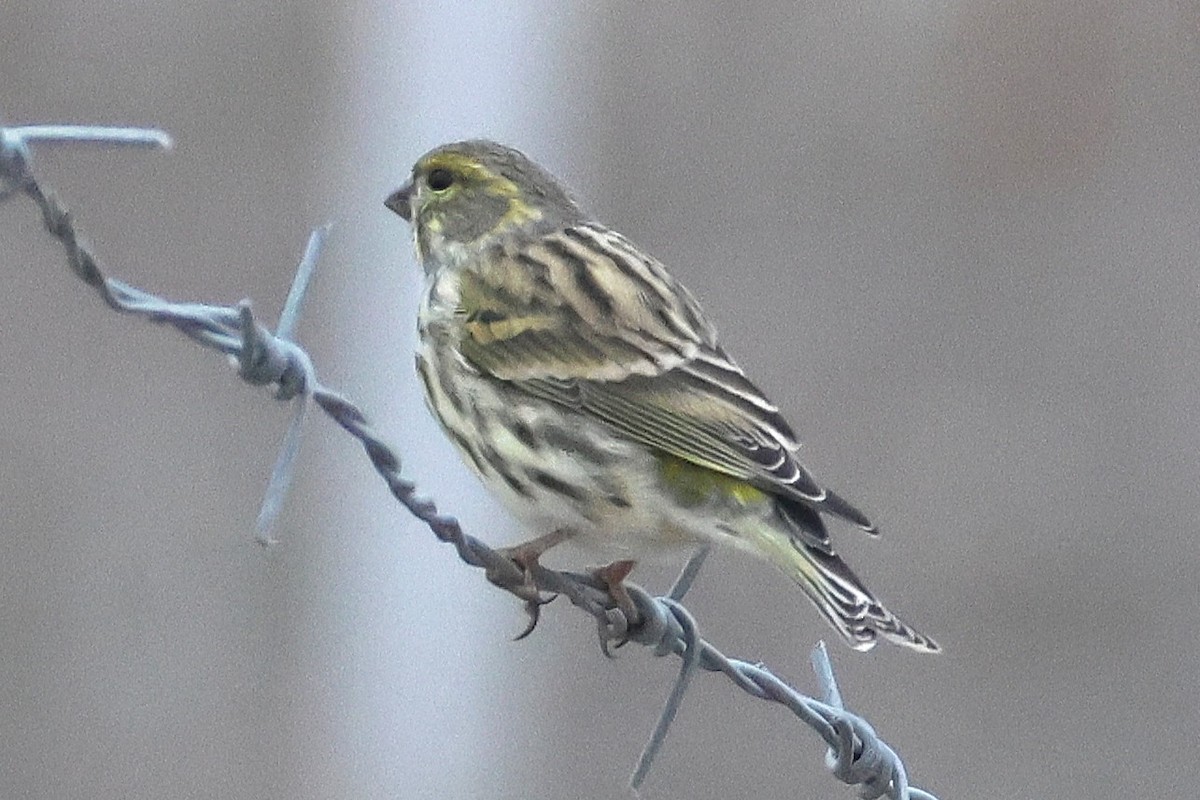 Girlitz - ML645844779