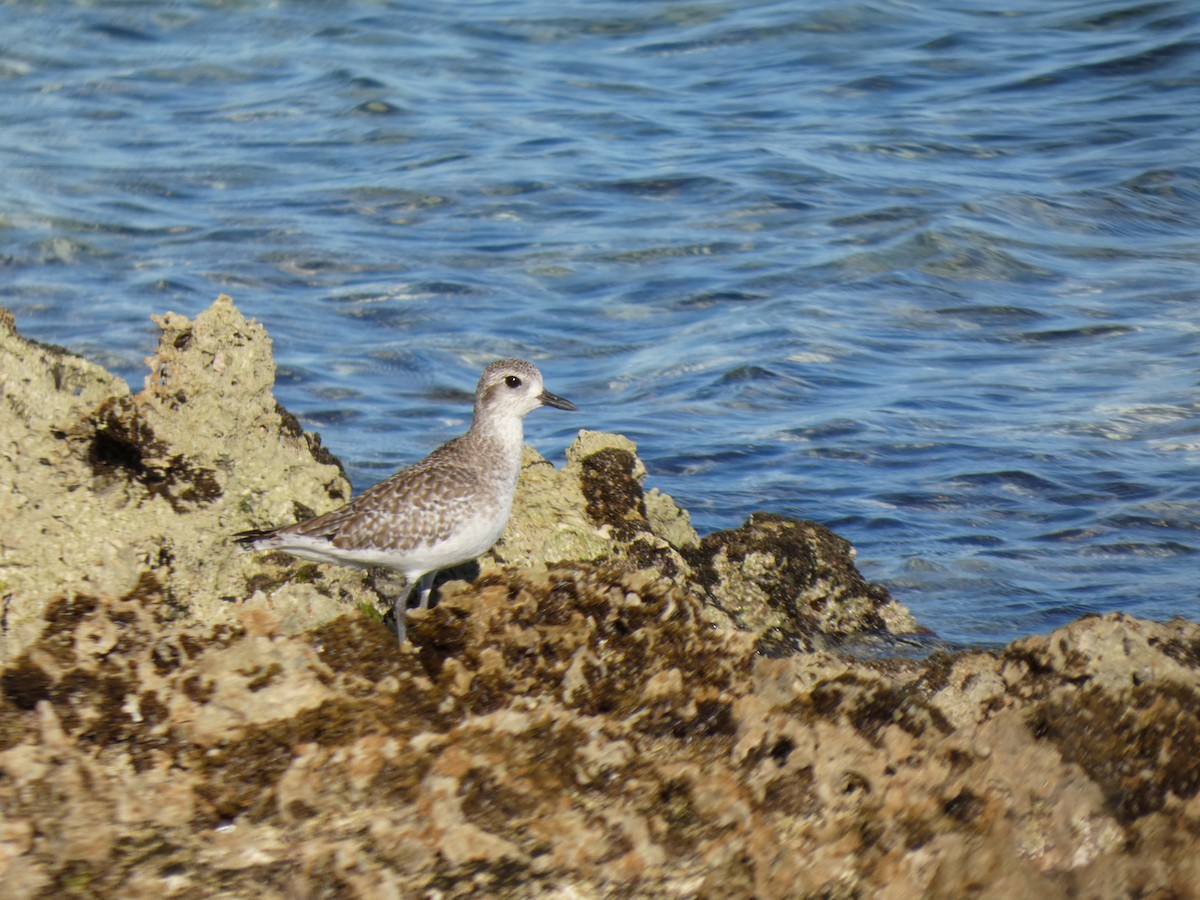 ダイゼン - ML645844780