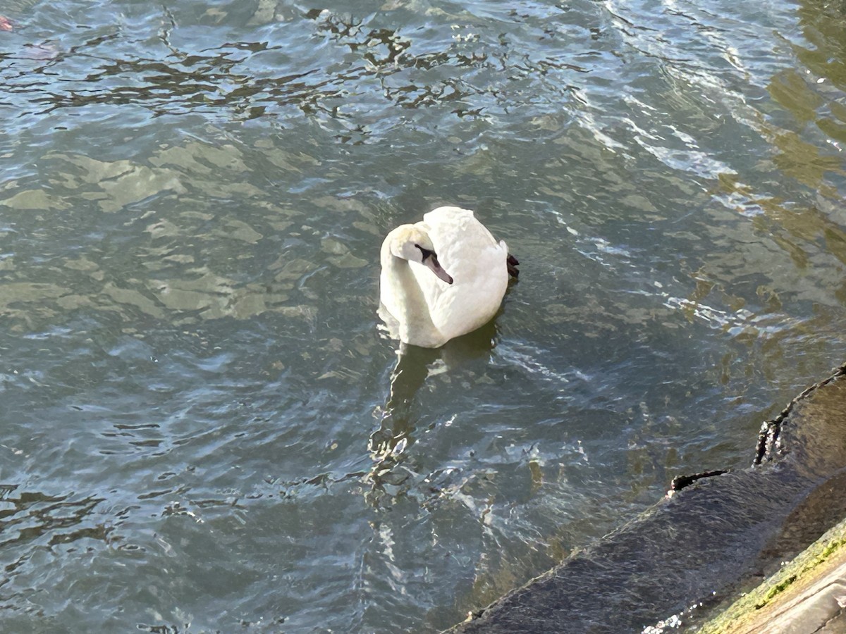 Mute Swan - ML645844788