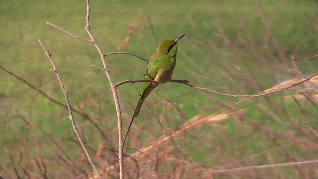African Green Bee-eater - ML645844790