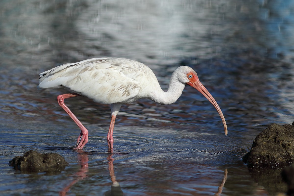 White Ibis - ML645844792