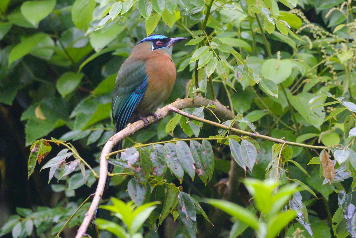 Lesson Motmotu - ML645844793