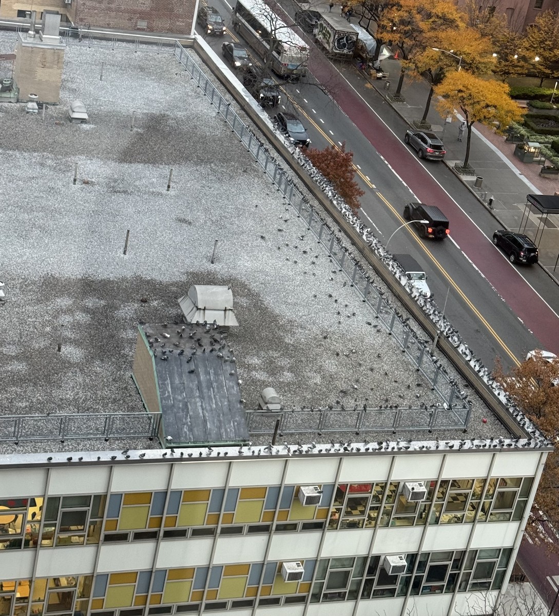 Rock Pigeon (Feral Pigeon) - ML645844796