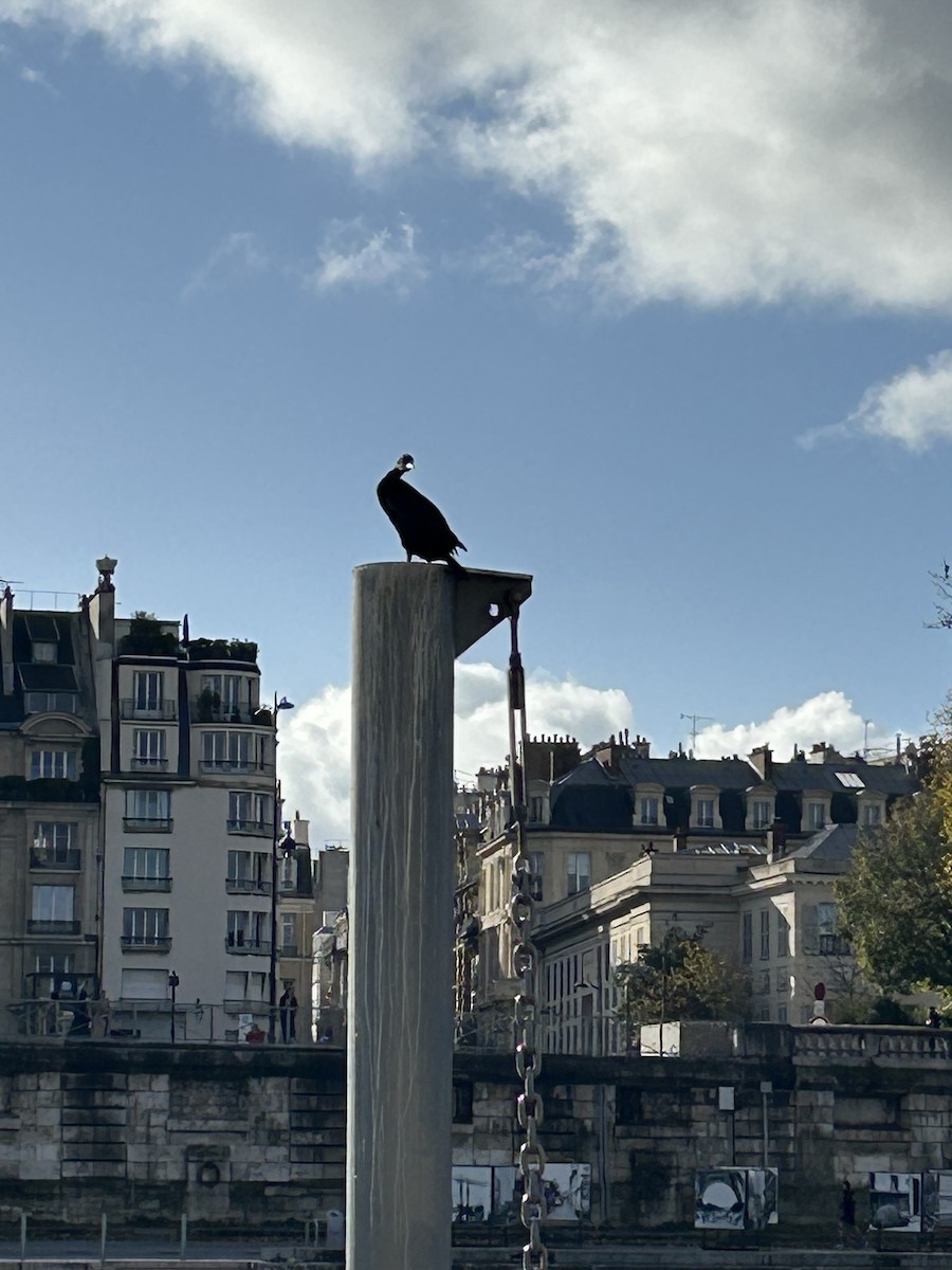 Great Cormorant - ML645844801