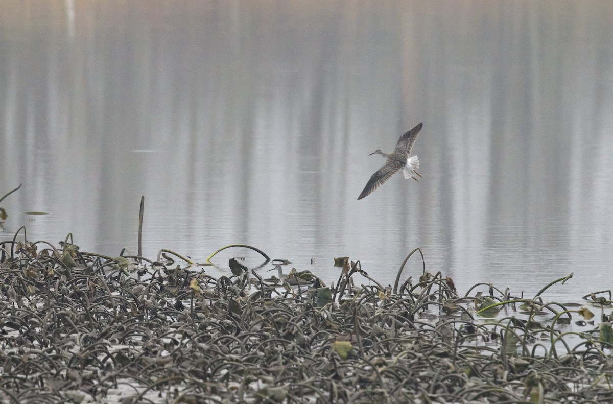Greater Yellowlegs - ML645844812