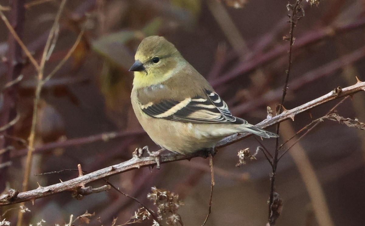 American Goldfinch - ML645844813