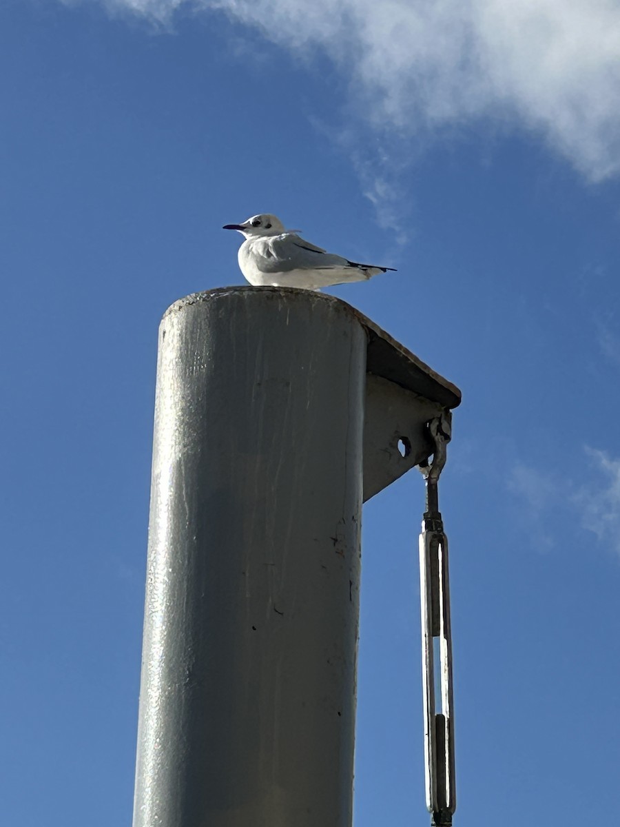 Black-headed Gull - ML645844818