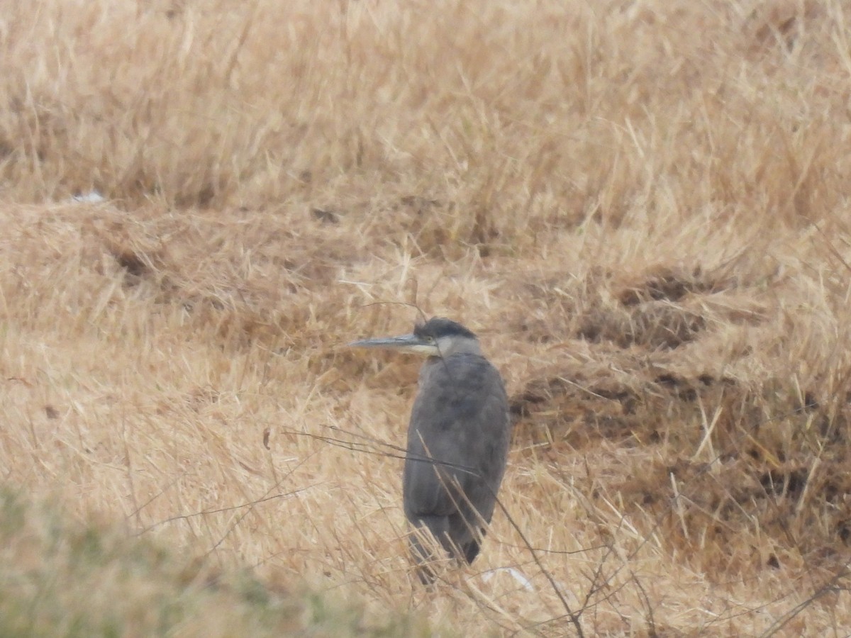 Great Blue Heron - ML645844827