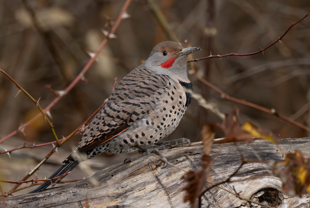 Northern Flicker - ML645844829