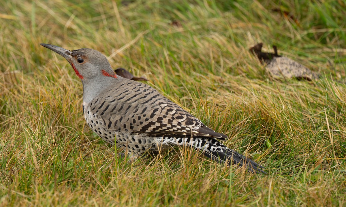 Northern Flicker - ML645844830