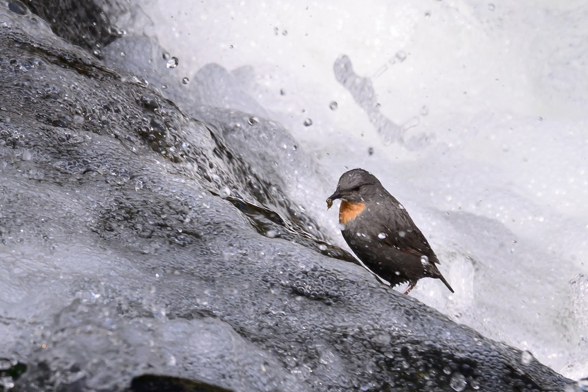 Rufous-throated Dipper - ML645844831