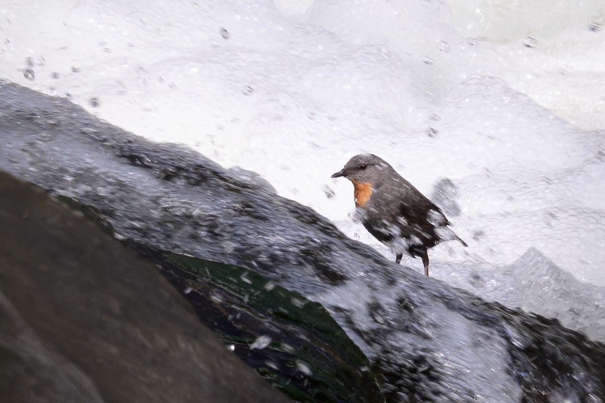 Rufous-throated Dipper - ML645844832