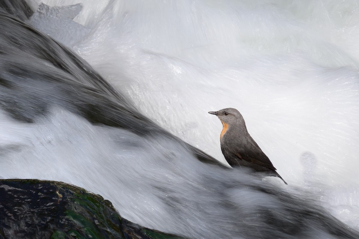 Rufous-throated Dipper - ML645844833