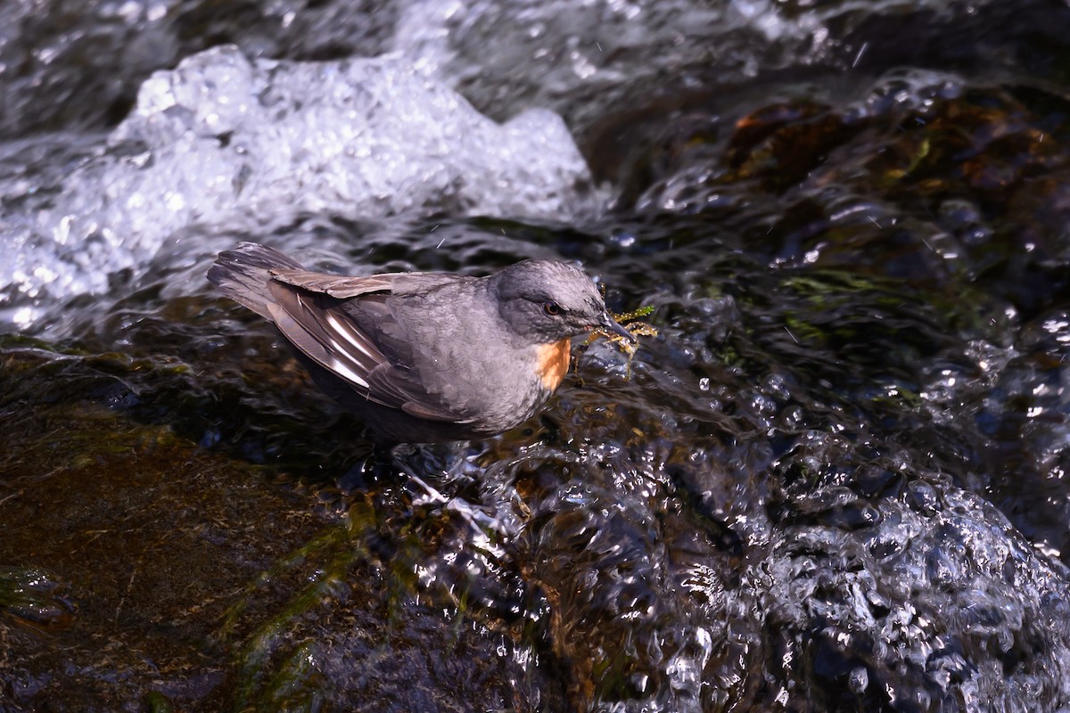 Rufous-throated Dipper - ML645844835