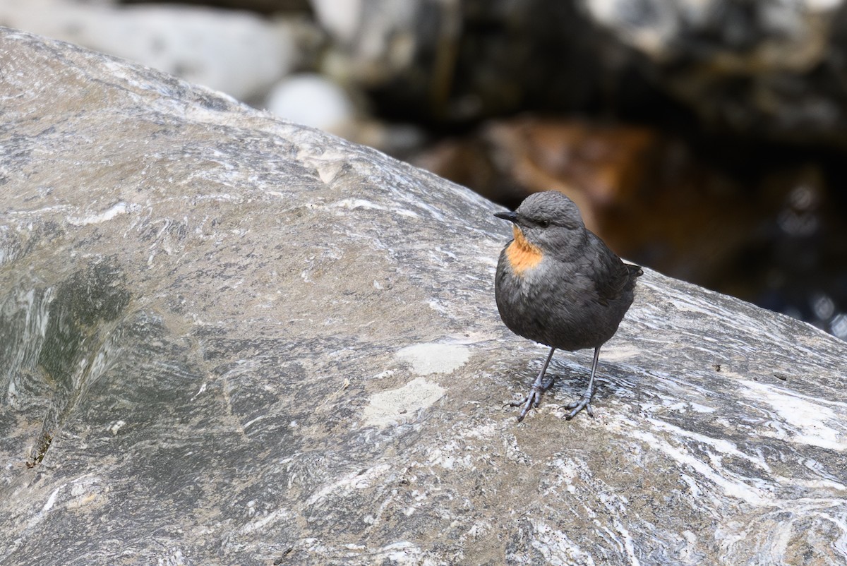 Rufous-throated Dipper - ML645844836