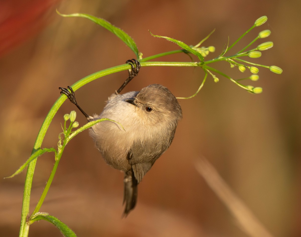 Bushtit - ML645844841