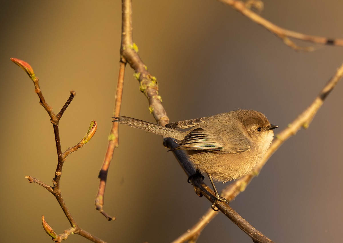 Bushtit - ML645844842