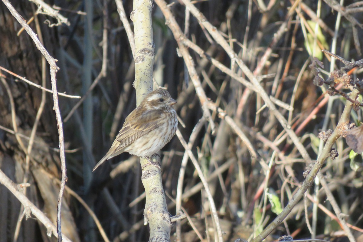 Purple Finch - ML645844847