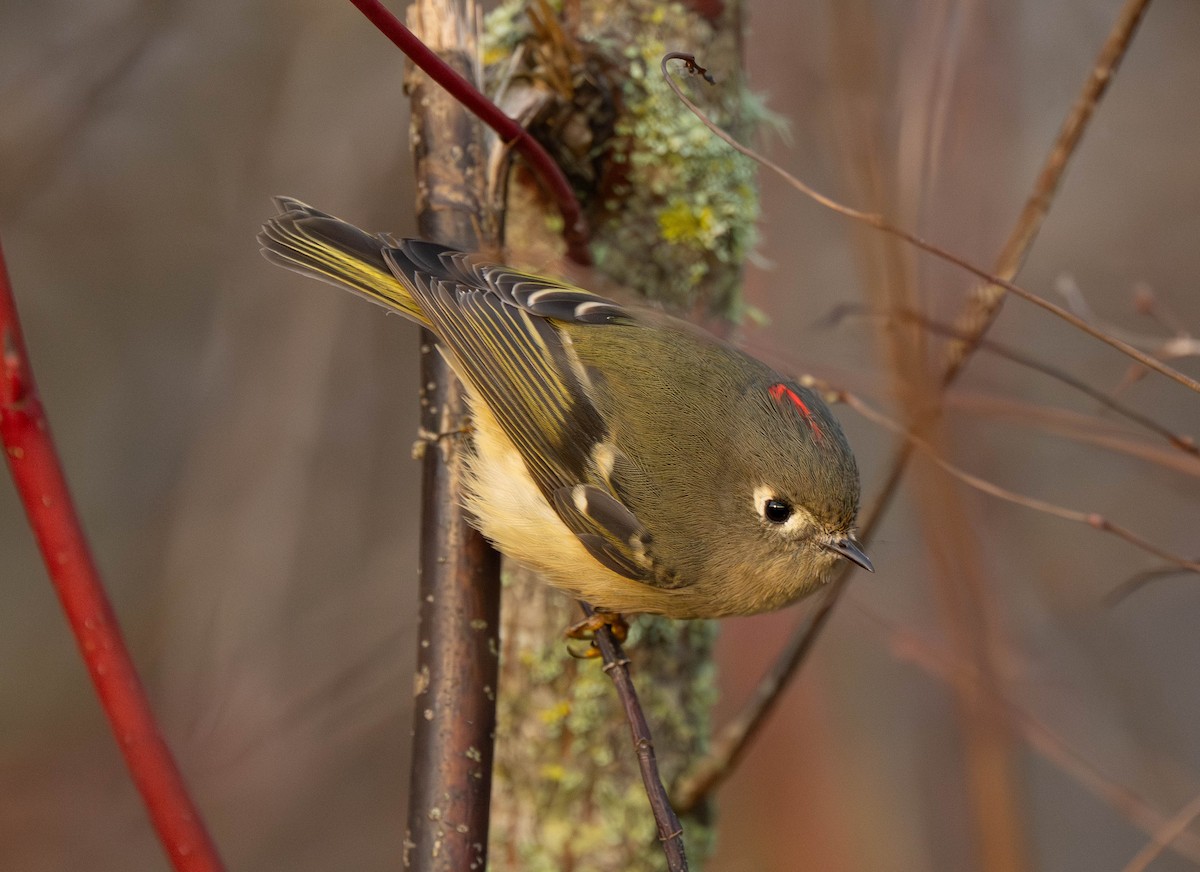 králíček americký - ML645844854