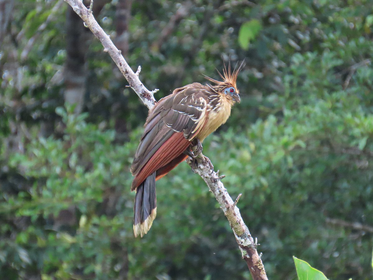 Hoatzin - ML645844859
