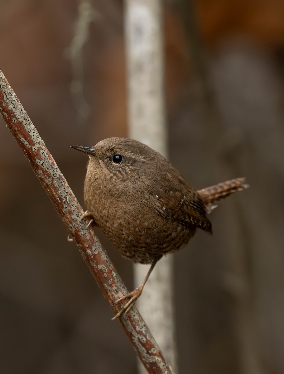Pacific Wren - ML645844860