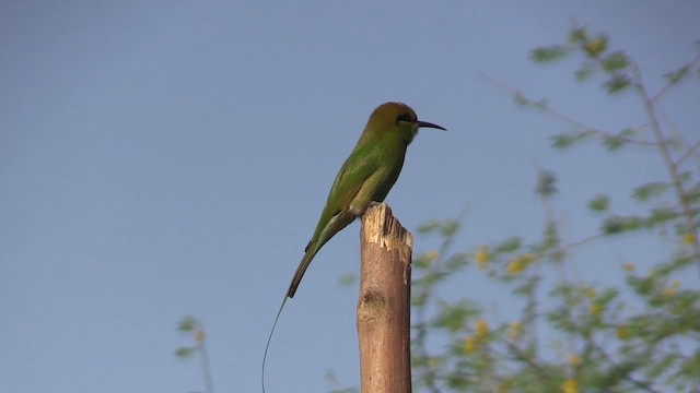 African Green Bee-eater - ML645844879