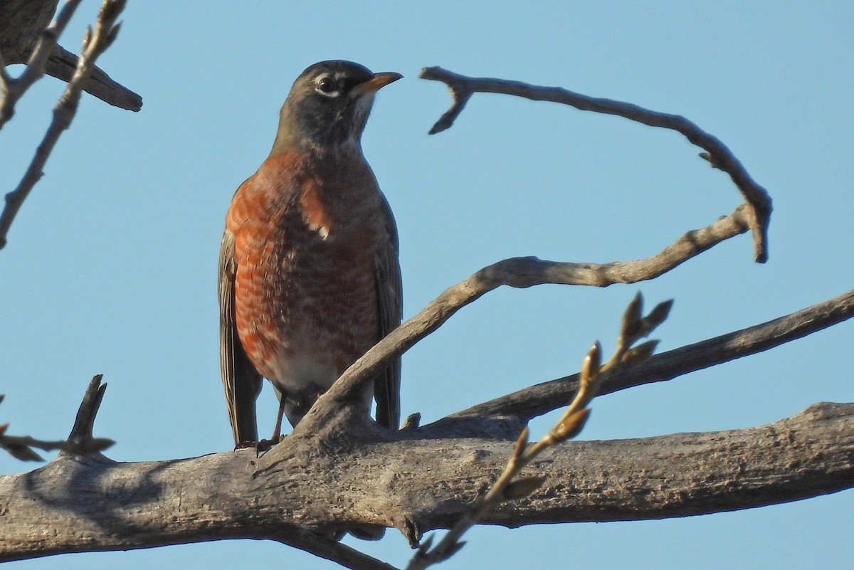 American Robin - ML645844889