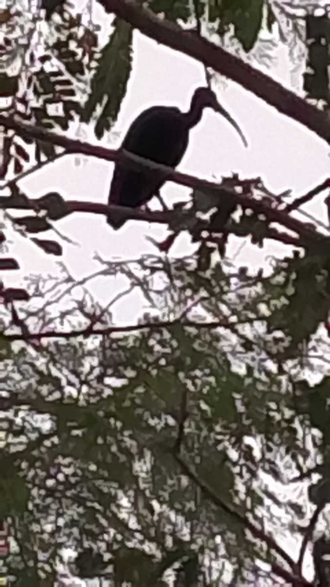 Bare-faced Ibis - ML645844890