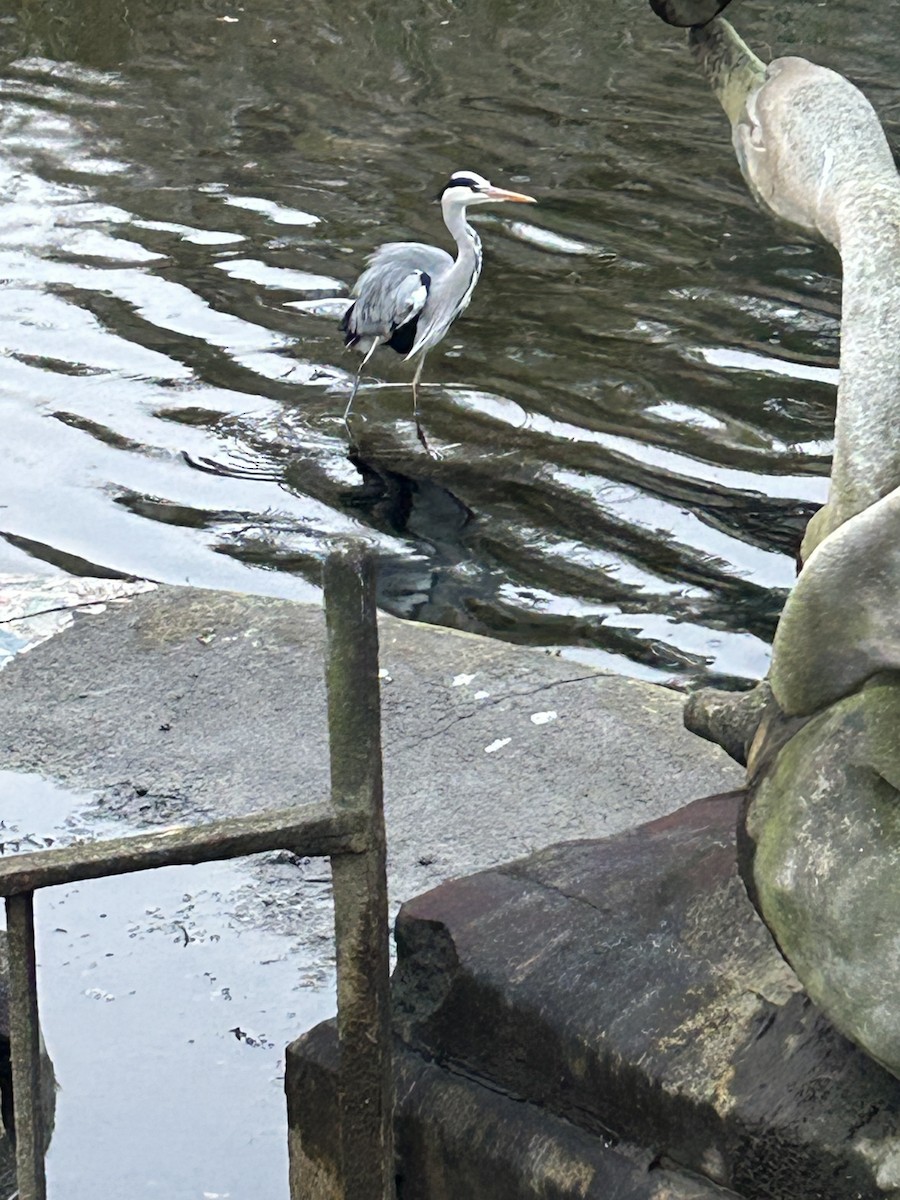 Gray Heron - ML645844892