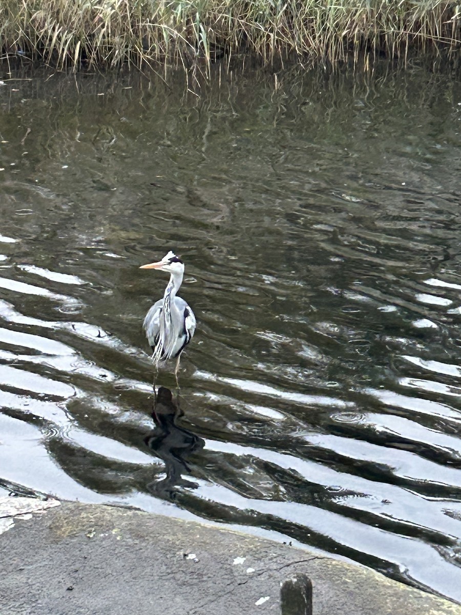 Gray Heron - ML645844893