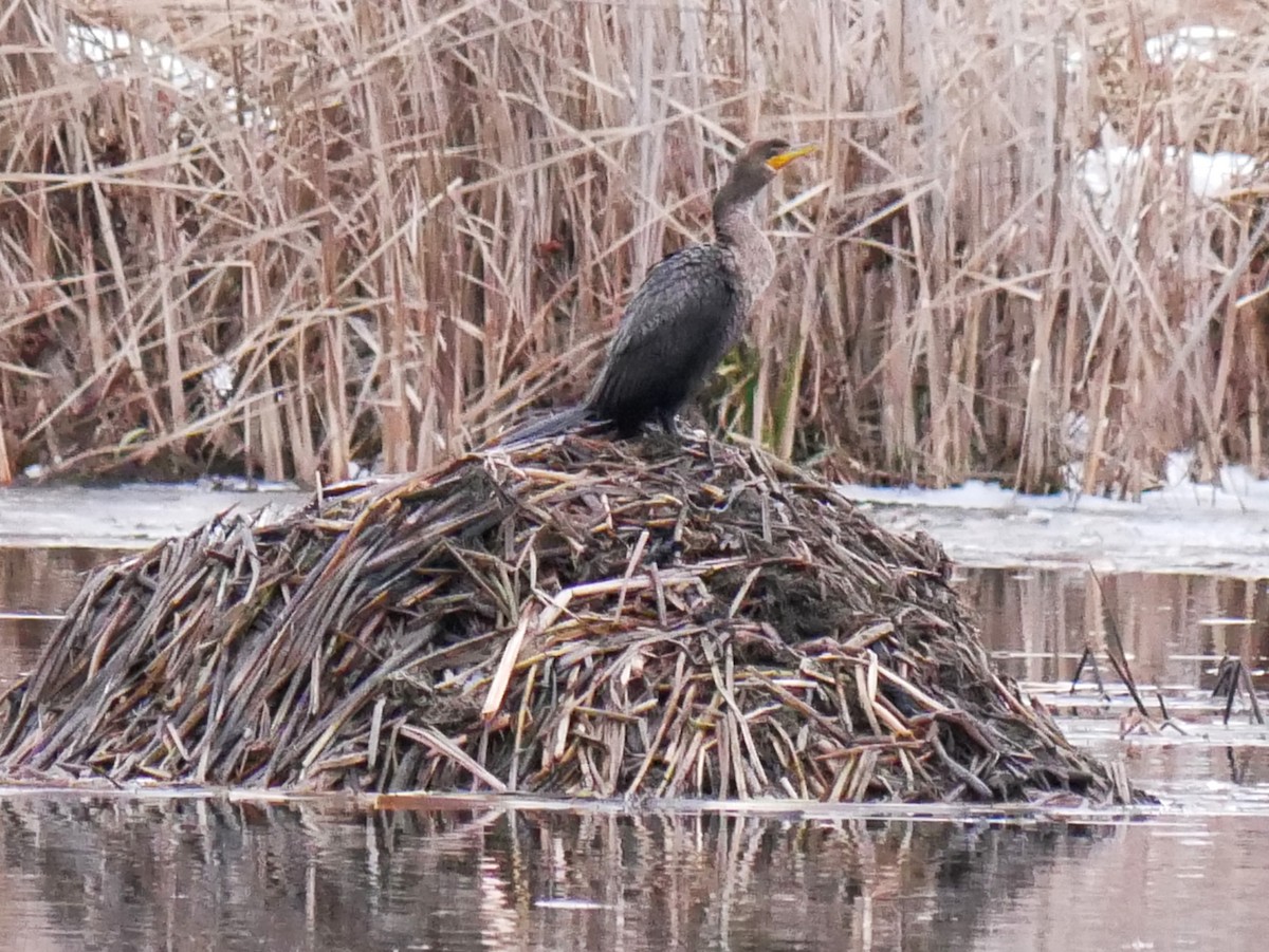 Cormoran à aigrettes - ML645844900