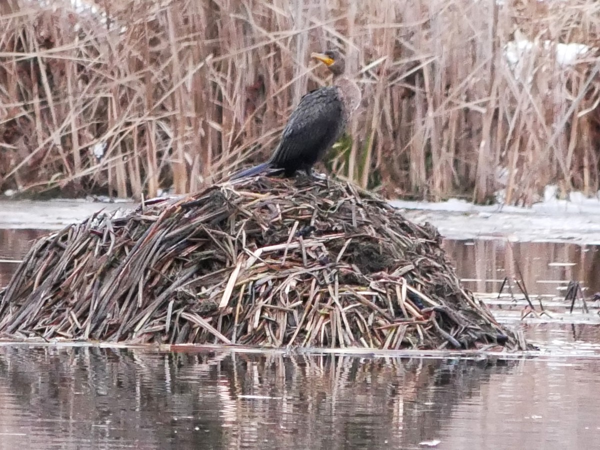 Cormoran à aigrettes - ML645844902