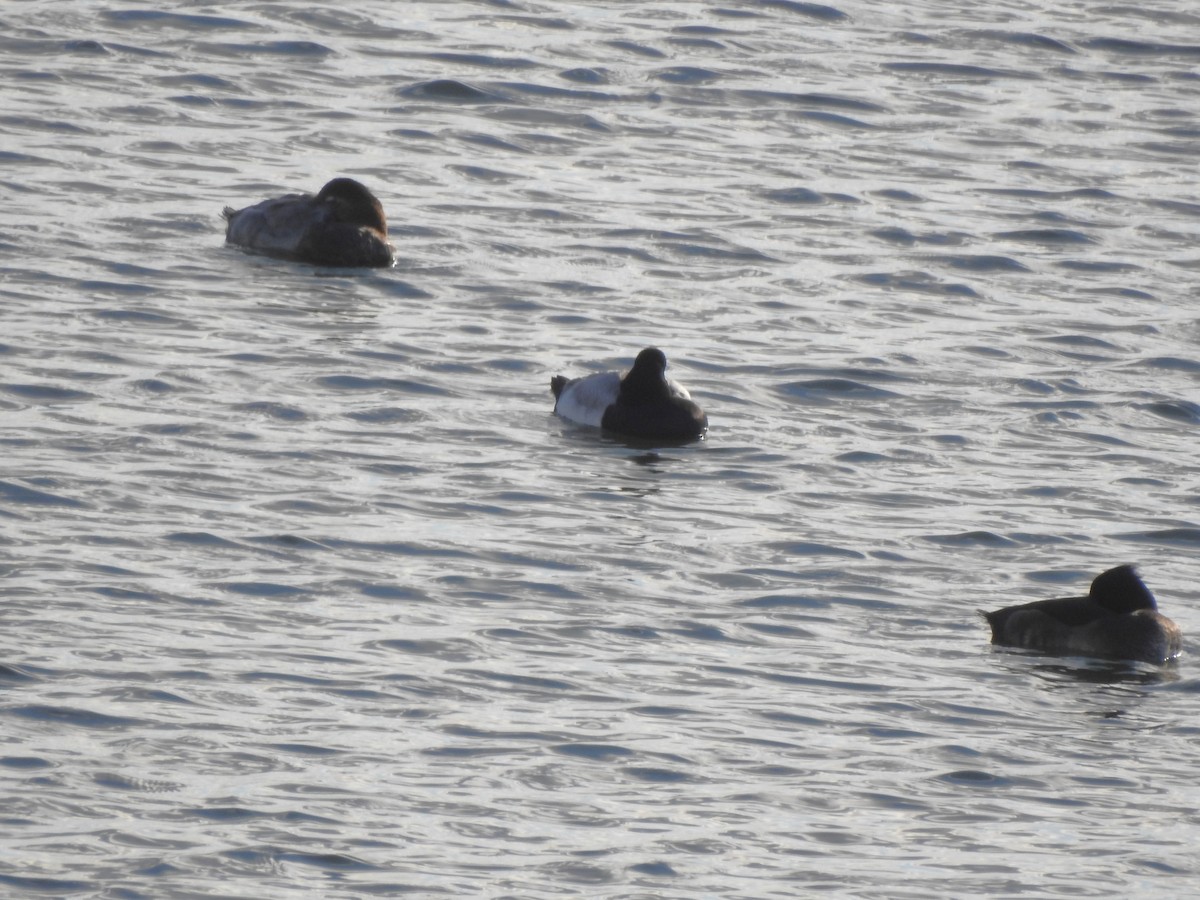 Lesser Scaup - ML645844908