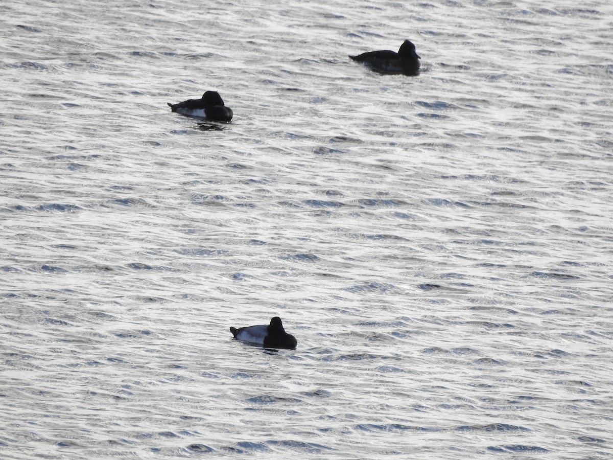 Lesser Scaup - ML645844909