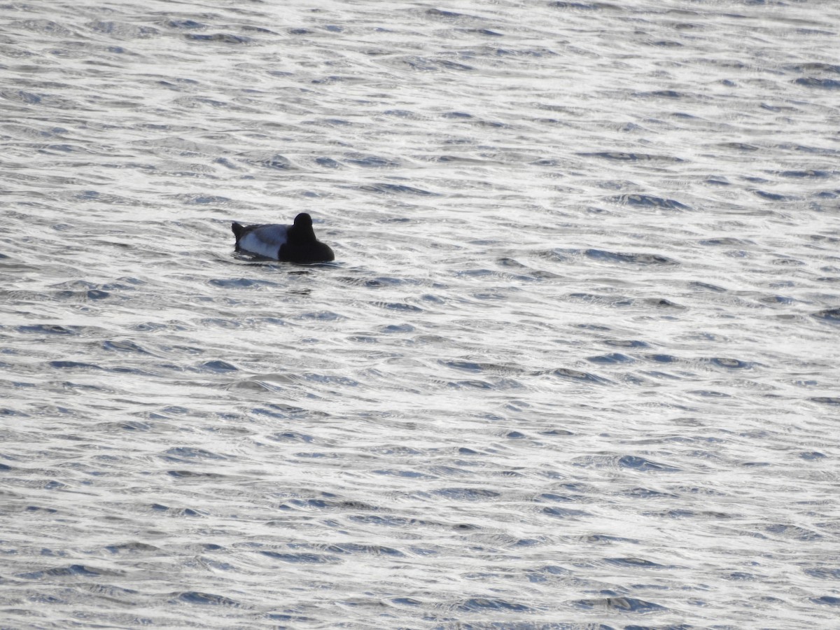 Lesser Scaup - ML645844910