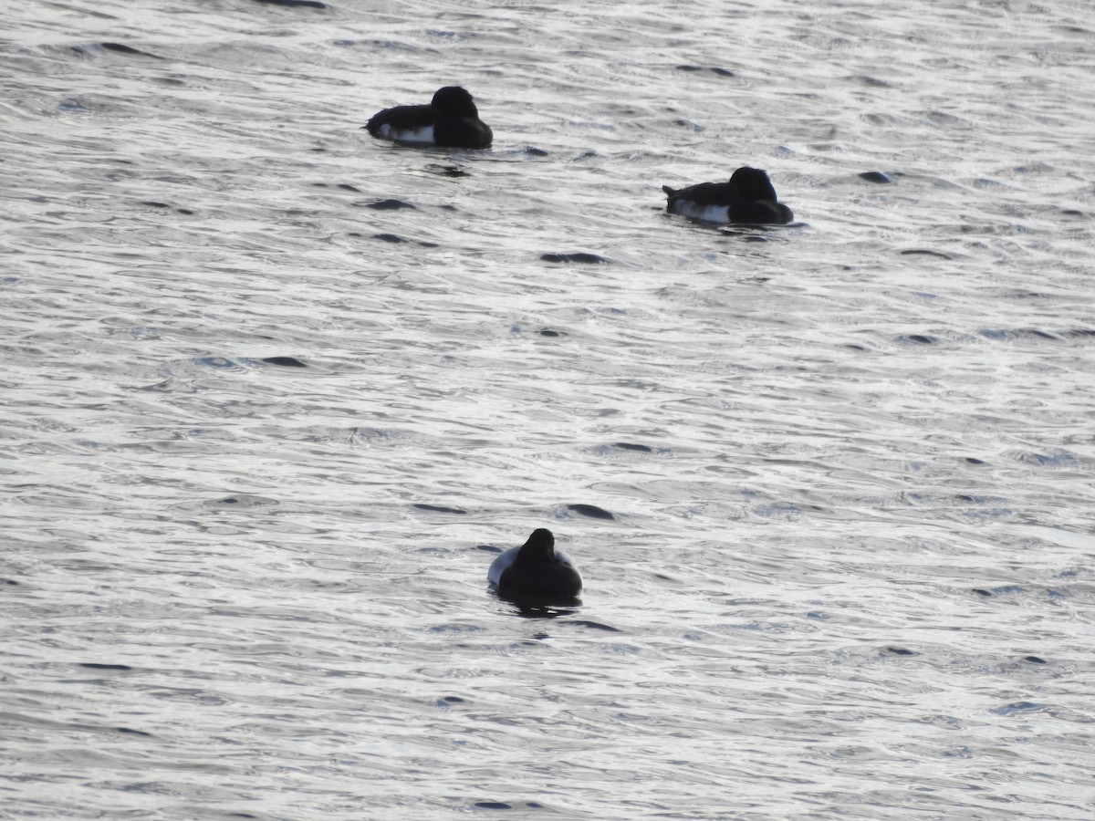 Lesser Scaup - ML645844911