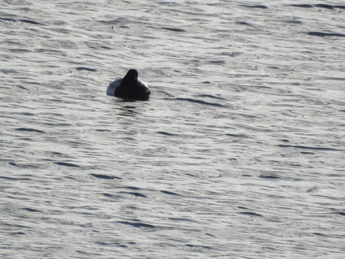 Lesser Scaup - ML645844912